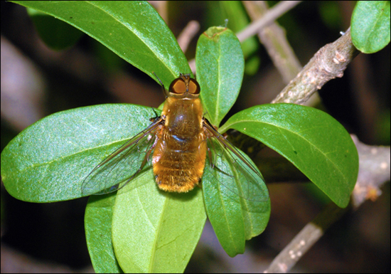 bombilius major?